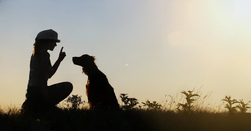 Köpek eğitim tasması nedir?