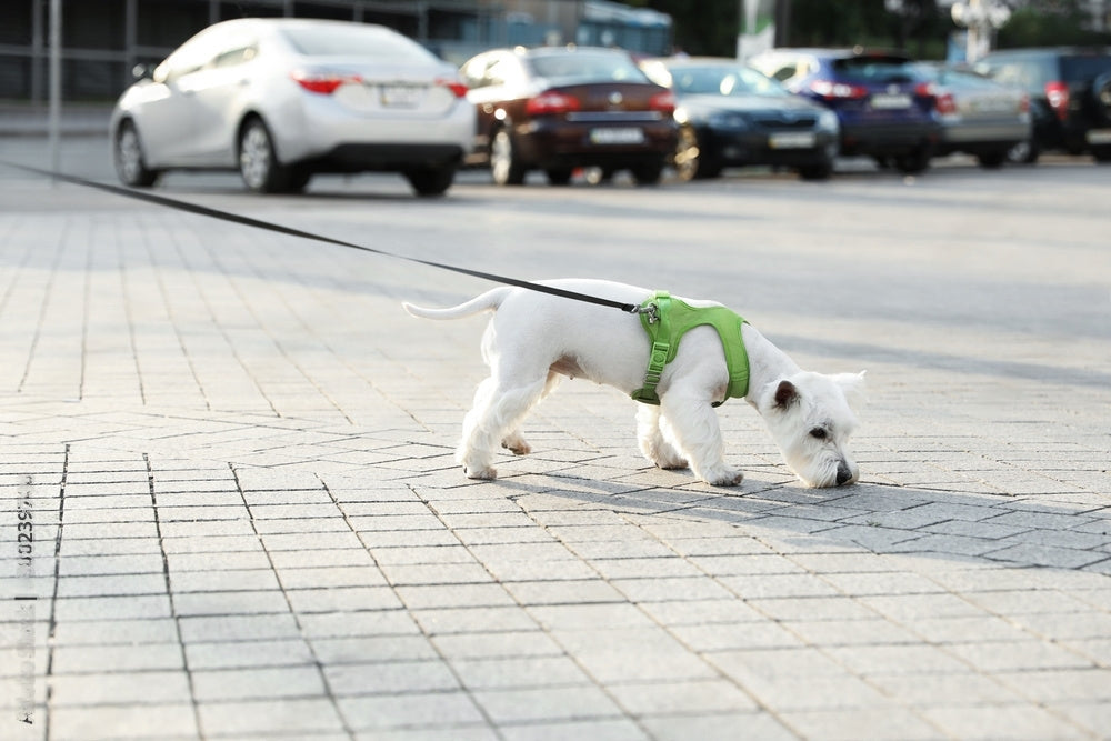 Köpek Göğüs Tasmasının Artıları ve Eksileri