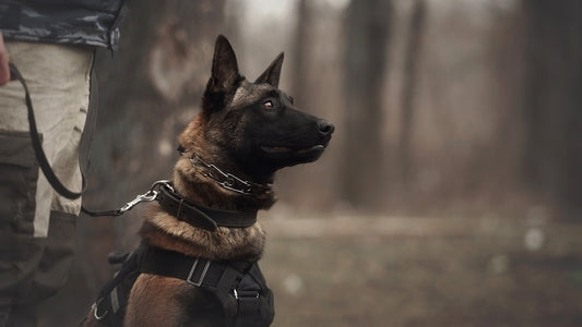 Polis ve Askeri Köpekler İçin Gerekli Ekipmanlar