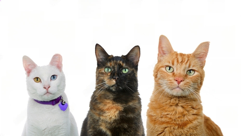Güvenlikli Kedi Tasması Nedir?