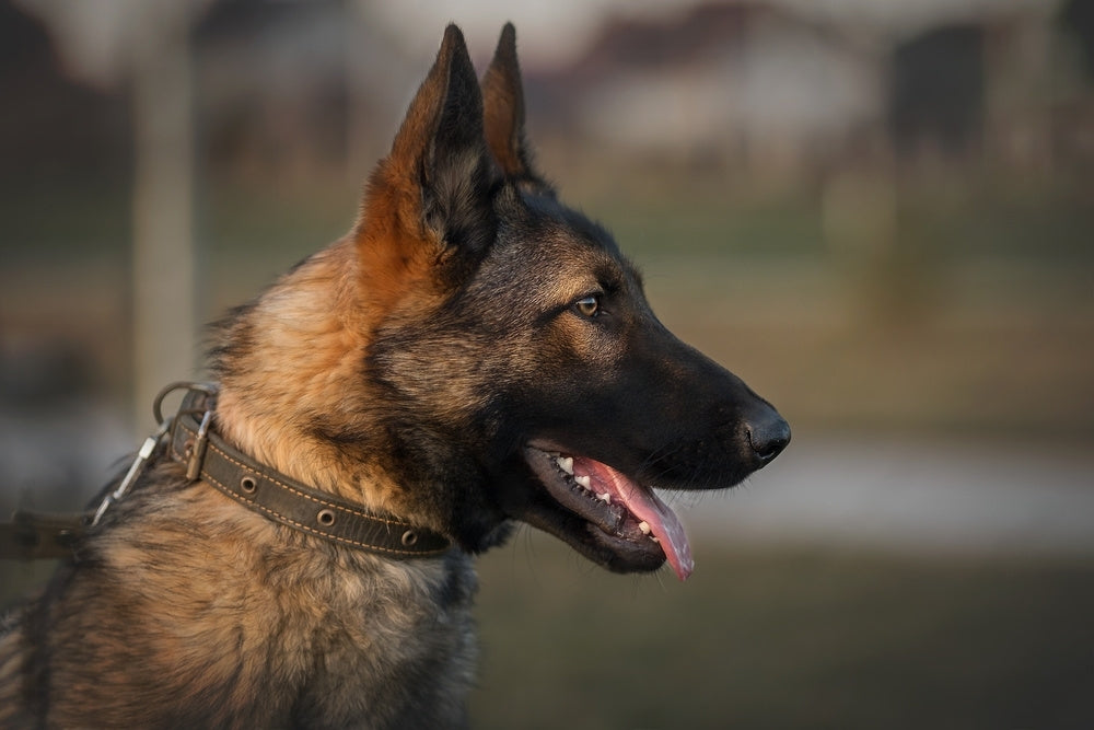 Jandarma Köpek Yeleği ve K9 Tasması