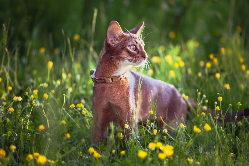 Kedi Tasması Seçerken Nelere Dikkat Edilmelidir