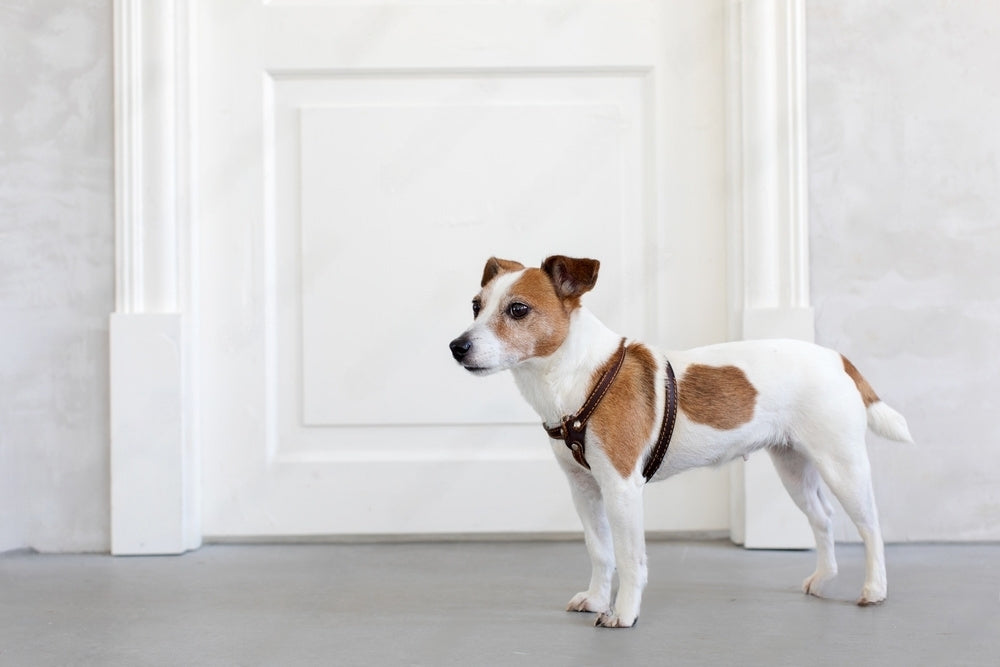 Köpek Göğüs Tasması için 5 Sebep