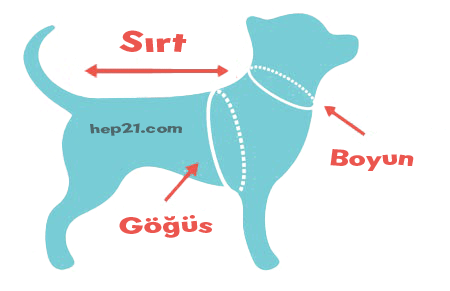 Köpek Göğüs Tasması Nasıl Takılır