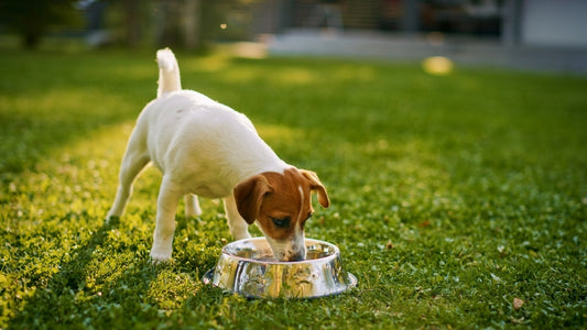 Köpekler Ne Kadar Su İçmeli?