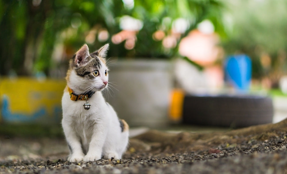 Zilli Kedi Tasması Zararlı mı?