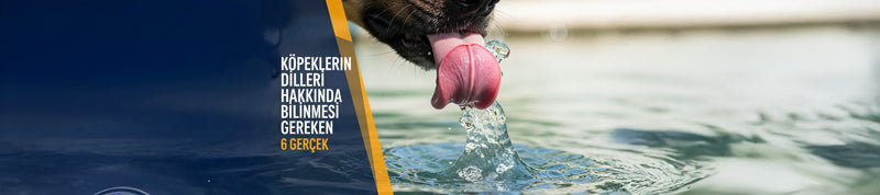 Köpeklerin Dilleri Hakkında Bilinmesi Gereken 6 Gerçek