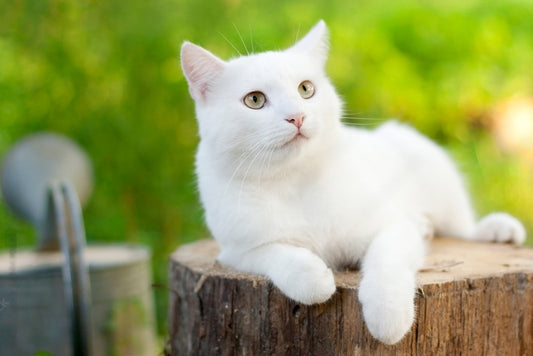 Kedilerde Demodektik Uyuz Nedenleri, Belirtileri ve Tedavi Yöntemleri