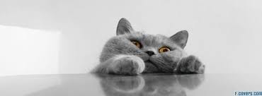 Kedinizin beslenmesi: düşünülmesi gerekenler