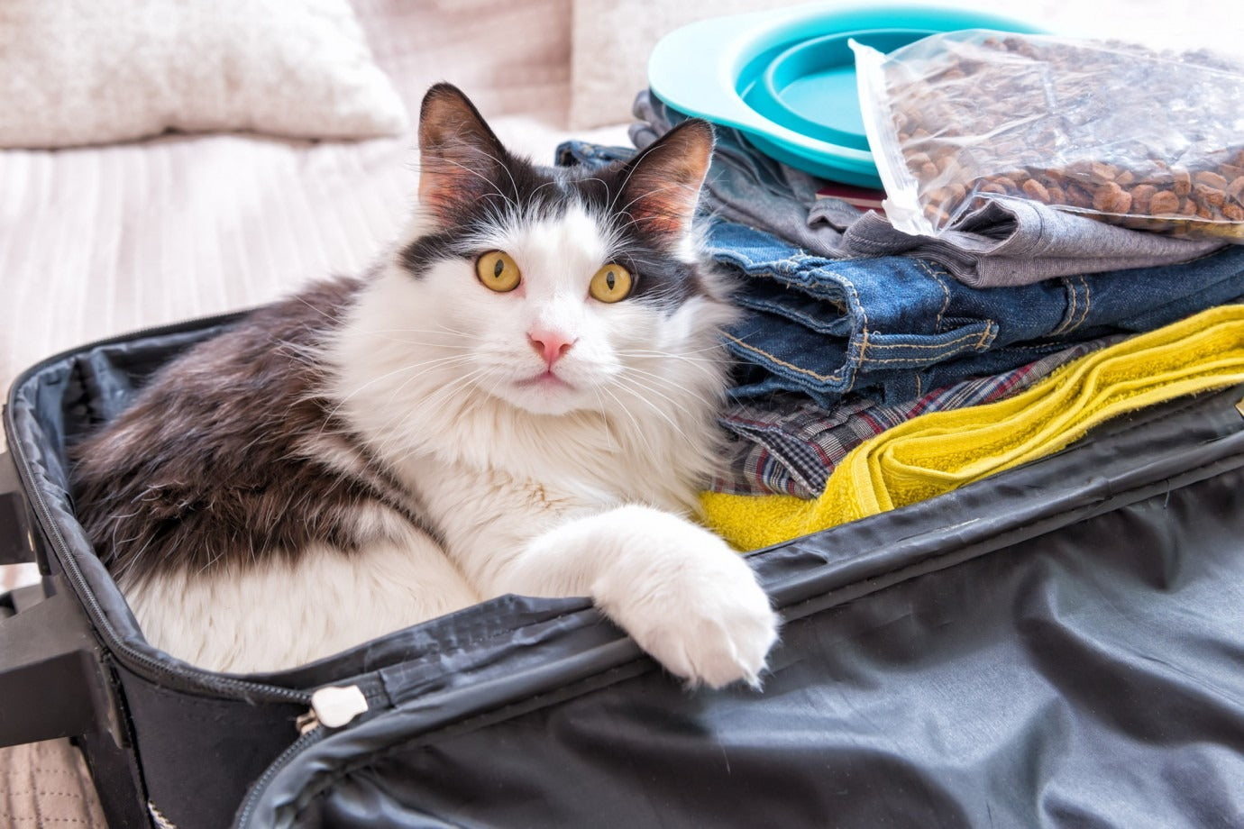 Kedi ile Seyahat Yapmanın Püf Noktaları