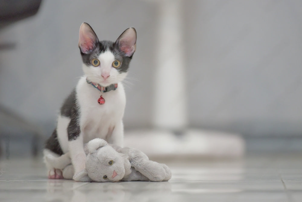 Kedi Tasması Seçerken Dikkat Edilmesi Gerekenler