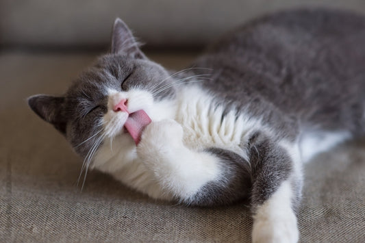 Kediler Neden Dili Dışarıda Uyur?