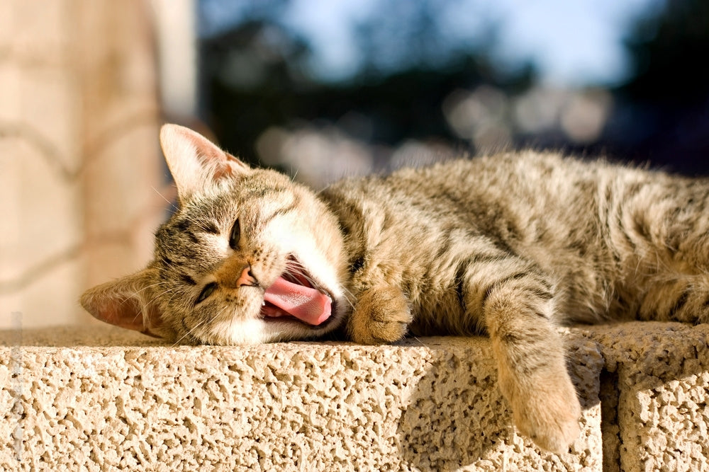 Kediler Neden Esner? Bir Kedi Gizemi