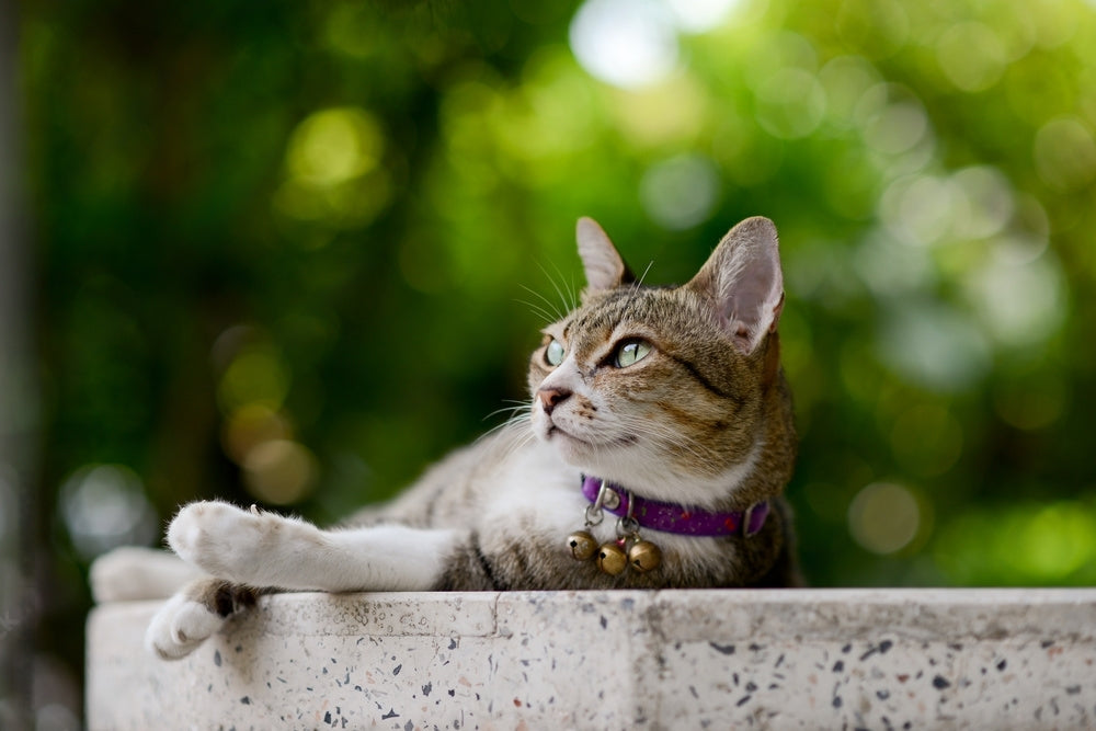 Kedi Tasması Nasıl Seçilir