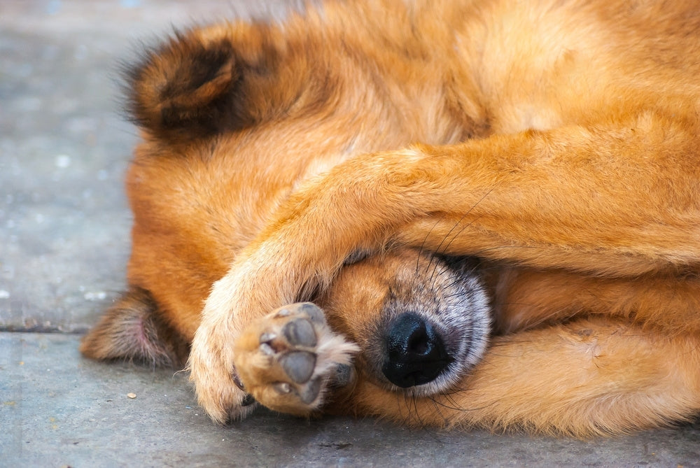 Köpeklerde Sosyalleşme: Diğer Köpeklerle Sosyalleşmek İstemiyorsa Ne Yapmalısınız?