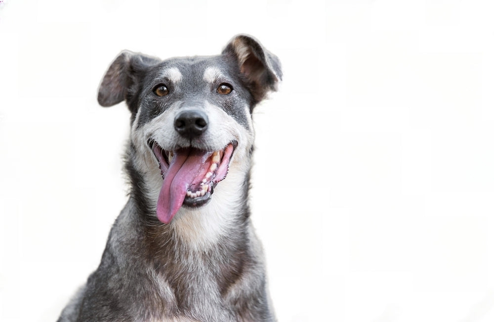 Köpeklerin Dilleri Hakkında Bilinmesi Gereken 6 Gerçek