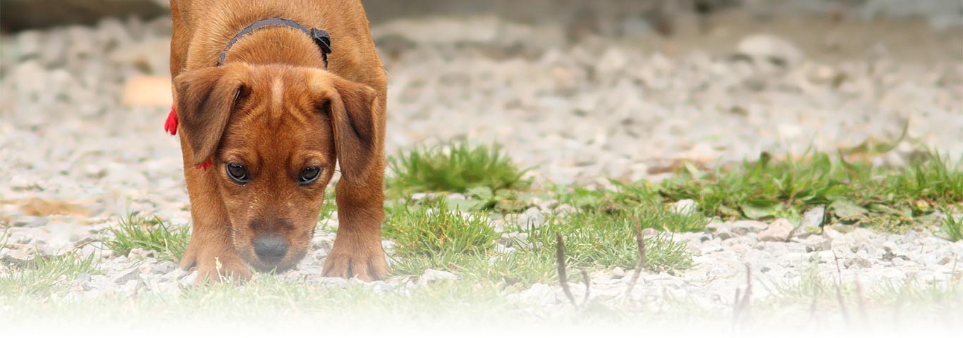 Köpek Dışkı Yemesi