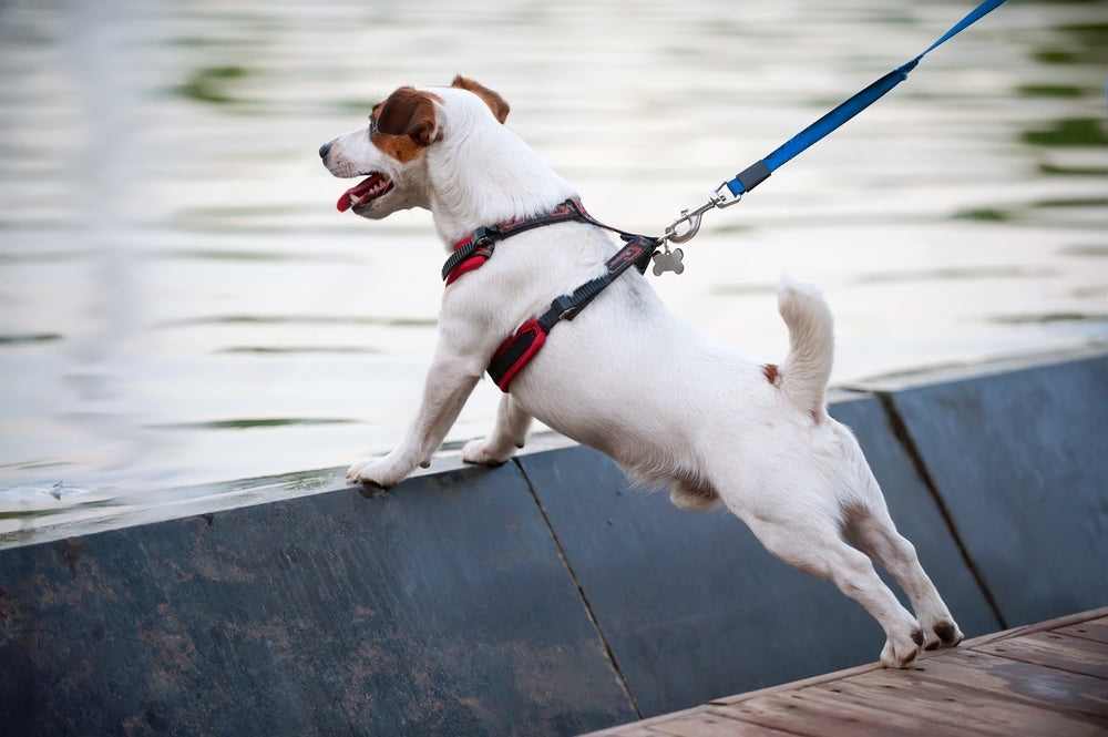 Köpek Göğüs Tasması mı,  Boyun Tasması mı?