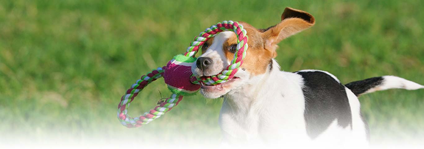 Çiğnerken zararlı olabilir