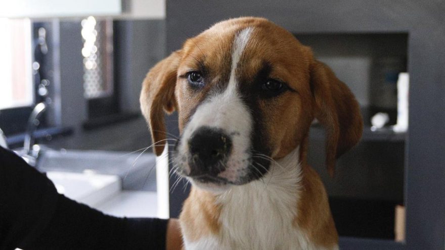 Köpeklerde gençlik hastalığı belirtileri