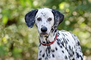 Köpek Irkına Ait Özellikler ve Bunların Kişilikleri