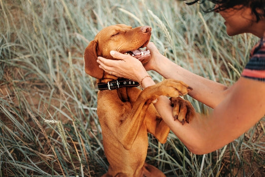 Köpeğime Nasıl Tasma Almalıyım?