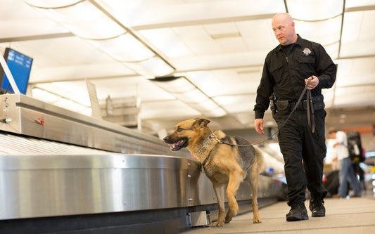 Polis ve Askeri Köpekler İçin En İyi Ekipmanlar