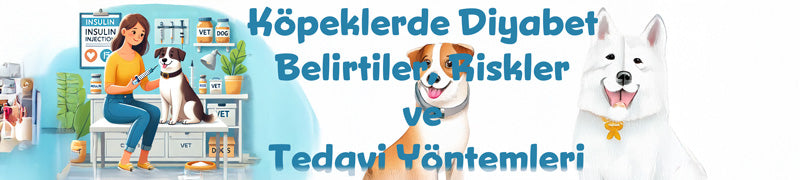 Köpeklerde Diyabet Belirtiler, Riskler ve Tedavi Yöntemleri