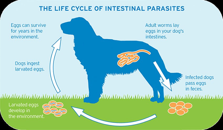 Köpeklerde İç Parazit Belirtileri ve Sonrasındaki Tedavi