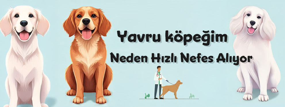 Yavru Köpeğim Neden Hızlı Nefes Alıyor