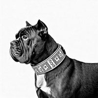 Taktik köpek tasması