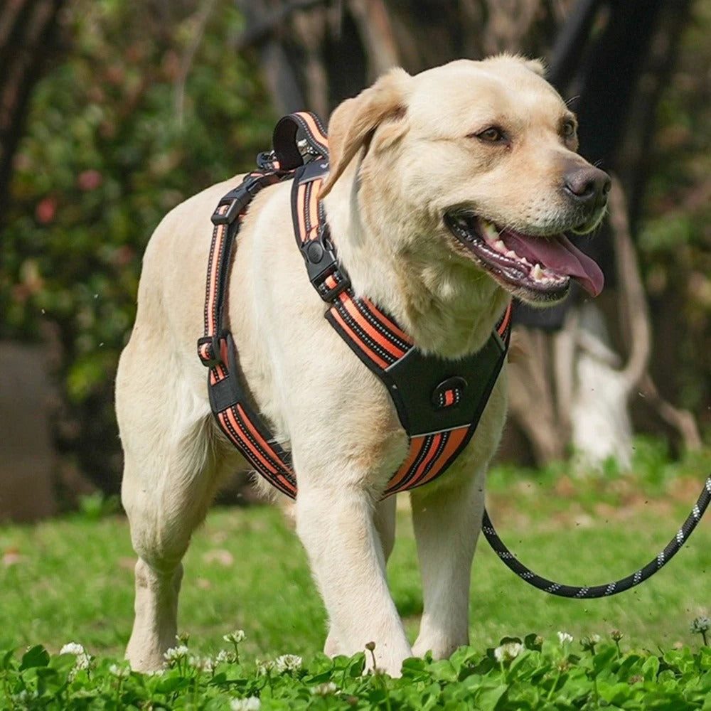 Köpek Göğüs Tasması 07068
