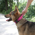 Taktik Köpek tasması İsimli 34487