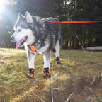 Köpek Ayakkabısı Reflective