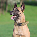 Taktik Köpek tasması İsimli 34487