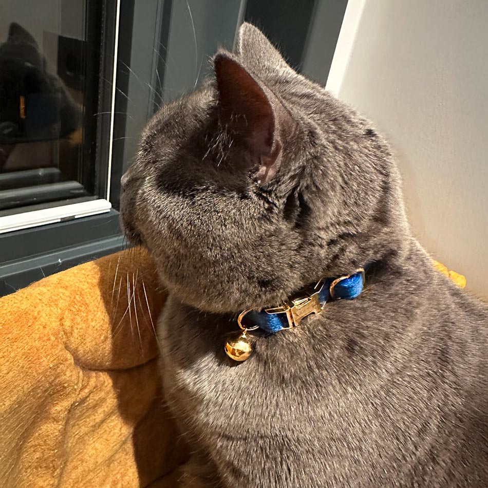 Kedi tasması Kadife isimli zilli kedi Tasma 515888