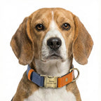İsimli Köpek Tasması Boyun Tasması 446925