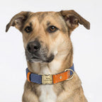 İsimli Köpek Tasması Boyun Tasması 446925