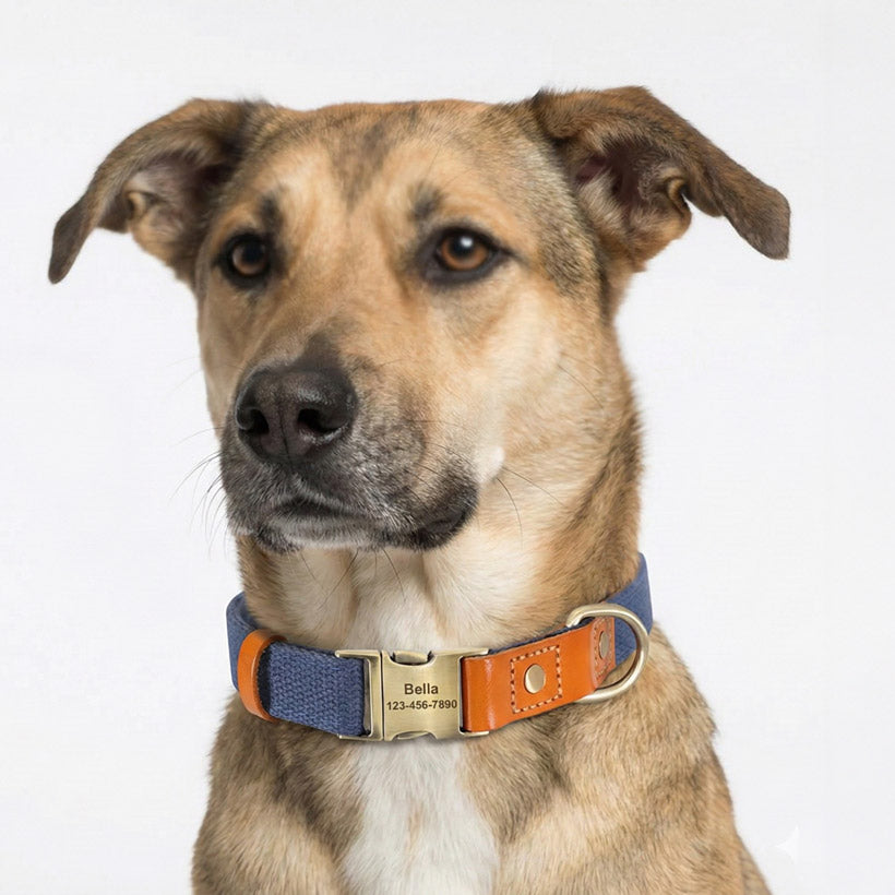 İsimli Köpek Tasması Boyun Tasması 446925