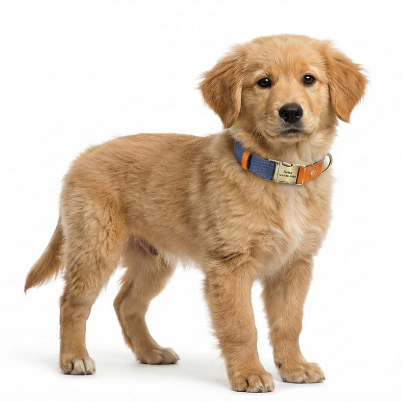 İsimli Köpek Tasması Boyun Tasması 446925