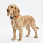 İsimli Köpek Tasması Boyun Tasması 446925