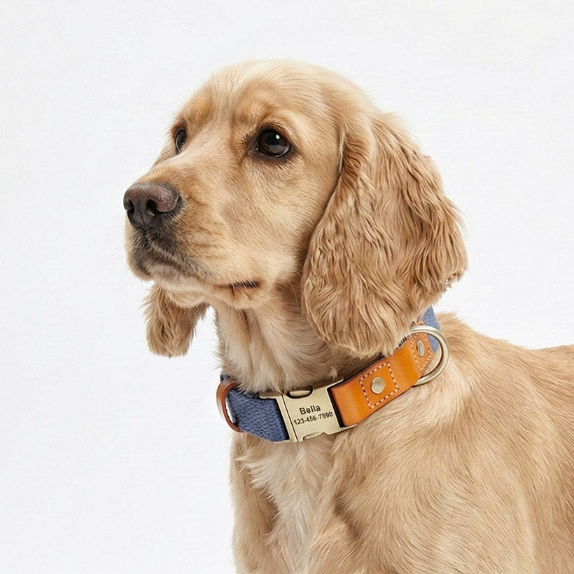 İsimli Köpek Tasması Boyun Tasması 446925