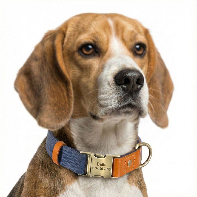 İsimli Köpek Tasması Boyun Tasması 446925