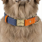 İsimli Köpek Tasması Boyun Tasması 446925