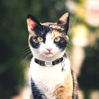 Kedi Tasması isimli ve Zilli Tasma 87798813