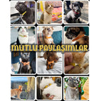 Kedi tasması Kadife İsimli Zilli 35938