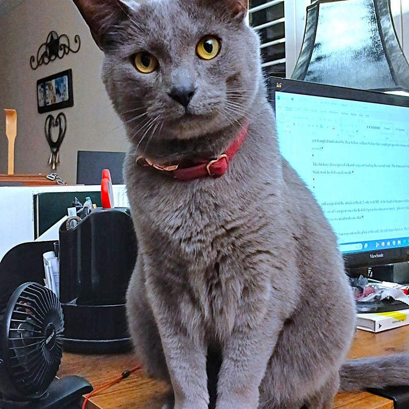 Kedi tasması İsimli Zilli Kedi boyun tasması 745094
