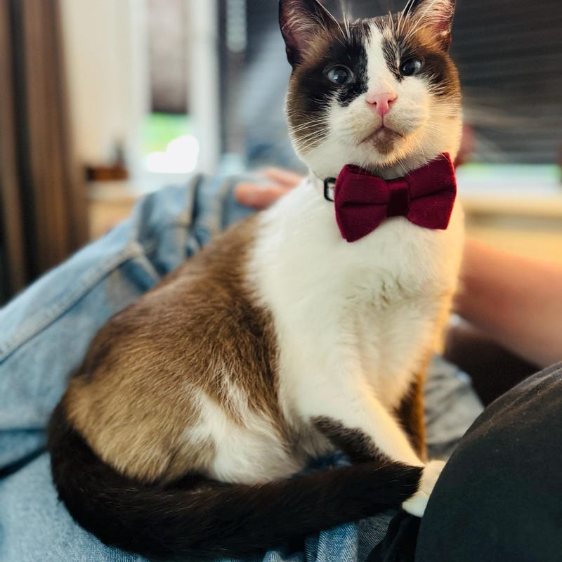 Kedi tasması İsimli Zilli Kedi boyun tasması 745094