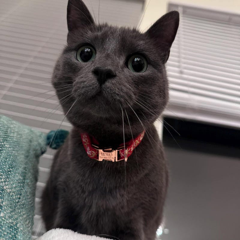 Kedi tasması isimli Zilli Kedi Tasma 59344