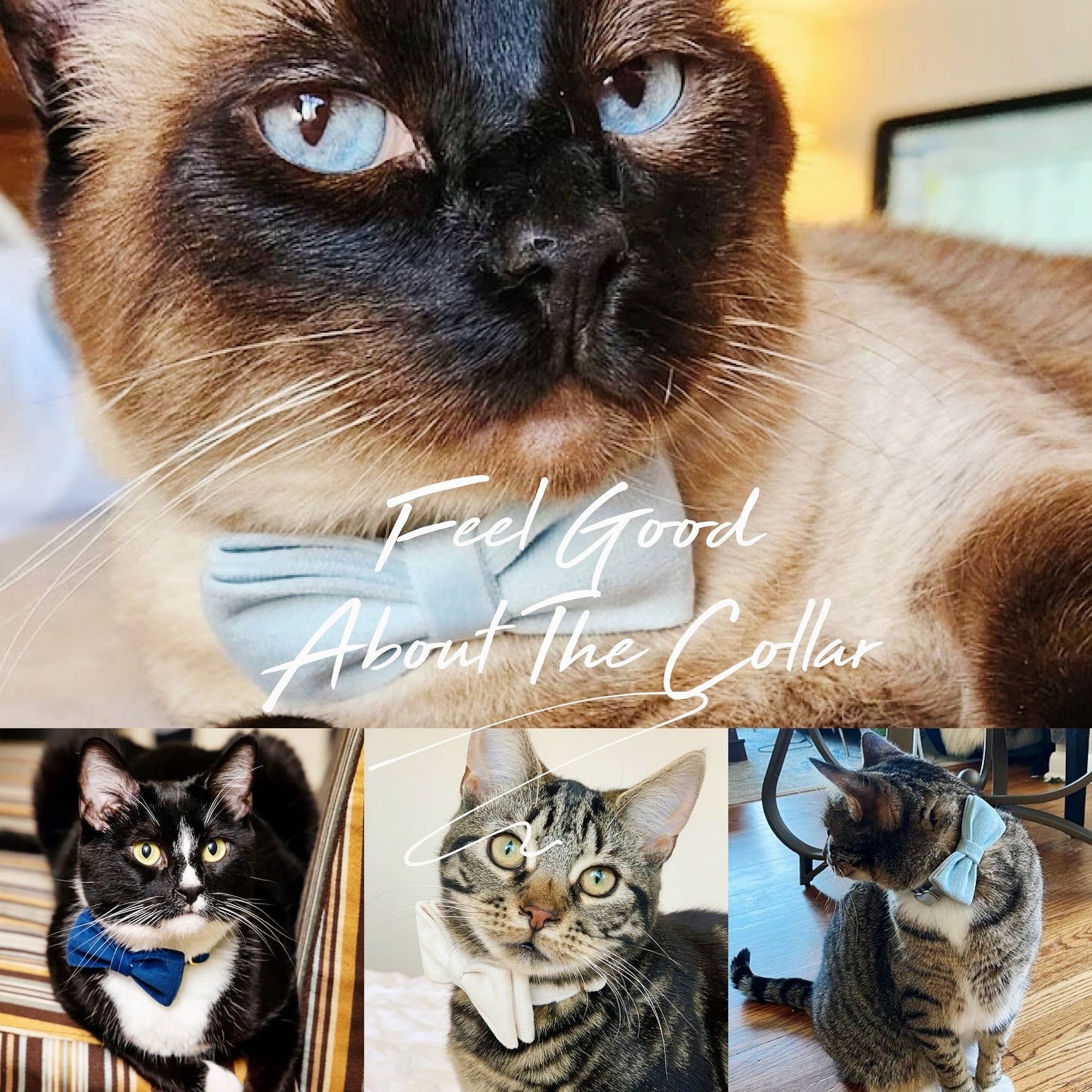 Kedi tasması Kadife İsimli Zilli Kedi Boyun Tasması 649724